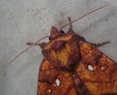 Papaipema leucostigma