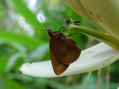 Ancistroides nigrita