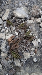 Callisia navicularis