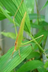 Phaneroptera nigroantennata