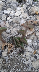 Callisia navicularis