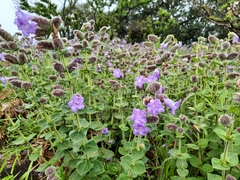 Strobilanthes sessilis