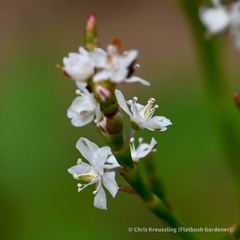 Polygonella articulata