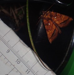 Papaipema leucostigma