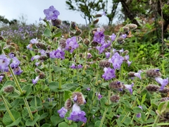 Strobilanthes sessilis