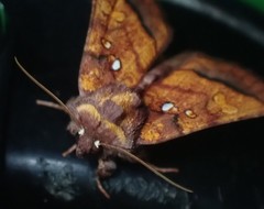 Papaipema leucostigma