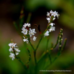 Polygonella articulata