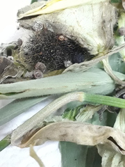 Hypercompe trinitatis