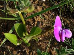 Vigna vexillata davyi