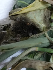 Hypercompe trinitatis