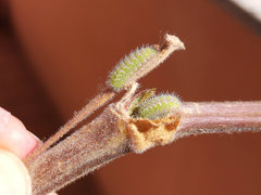 Cacyreus marshalli
