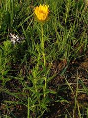 Berkheya insignis