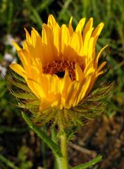 Berkheya insignis