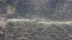 Stiphodon atropurpureus