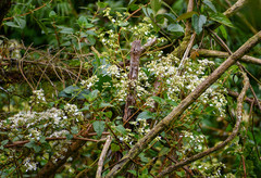 Colignonia