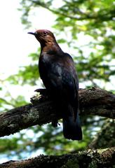 Cuculus clamosus clamosus