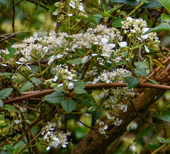 Colignonia