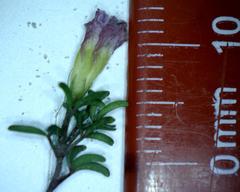 Oxalis pusilla