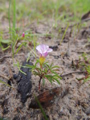 Oxalis pusilla