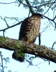 Accipiter minullus