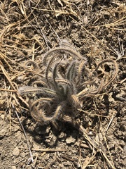 Johnstonella