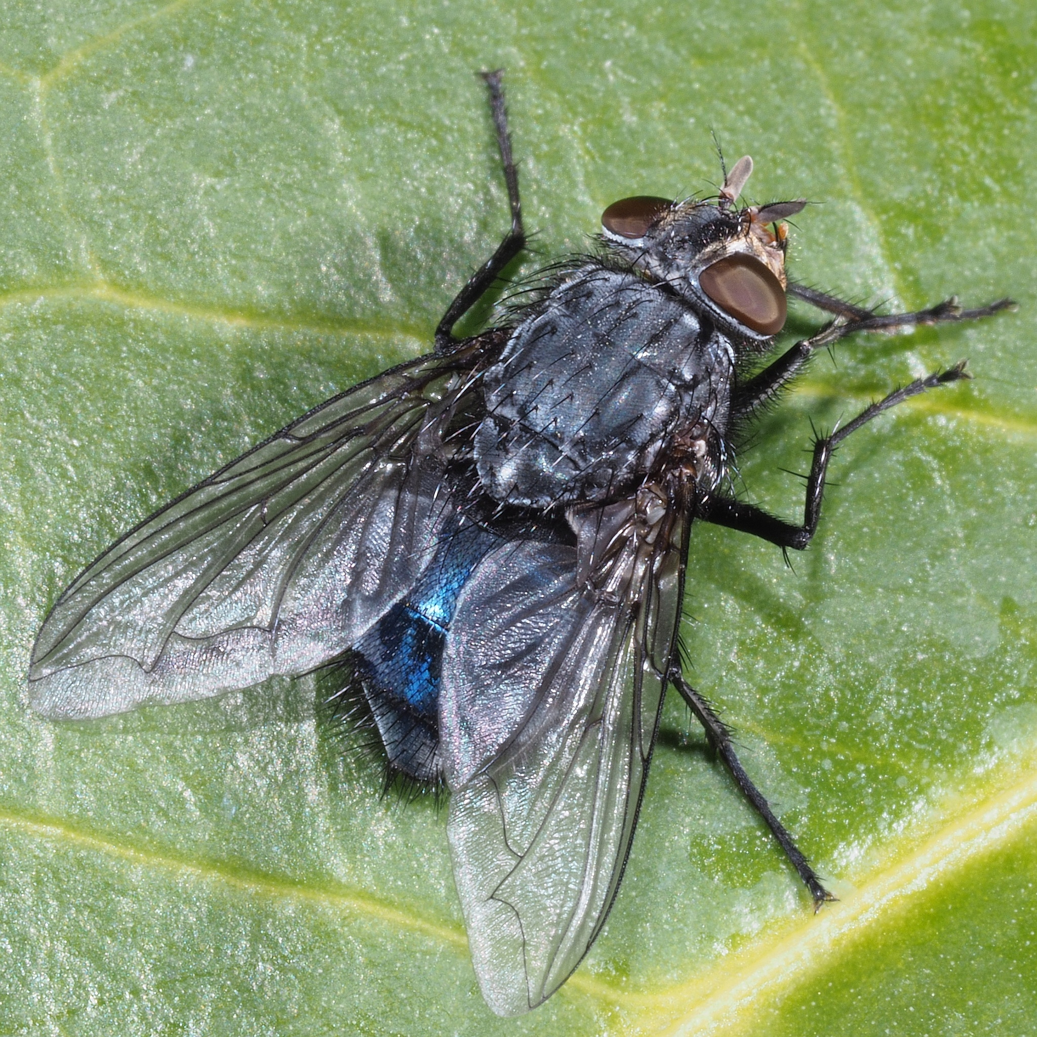 Bluebottle Flies (Genus Calliphora) · iNaturalist Canada