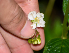 Klaprothia mentzelioides