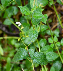 Klaprothia mentzelioides