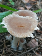 Psathyrella pennata