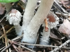 Psathyrella pennata