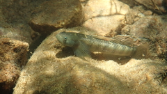 Stiphodon multisquamus