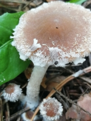 Psathyrella pennata