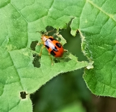 Paridea octomaculata