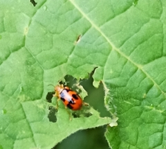 Paridea octomaculata
