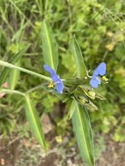 Commelina modesta