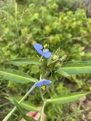 Commelina modesta