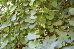 Cissampelos torulosa