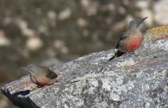 Geocolaptes olivaceus