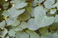 Cissampelos torulosa