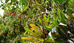Guzmania multiflora