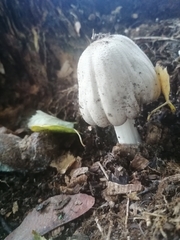 Coprinopsis atramentaria