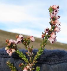 Erica umbelliflora