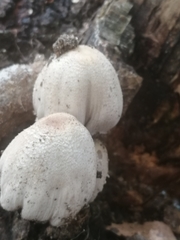 Coprinopsis atramentaria