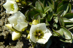 Gentianella bellidifolia