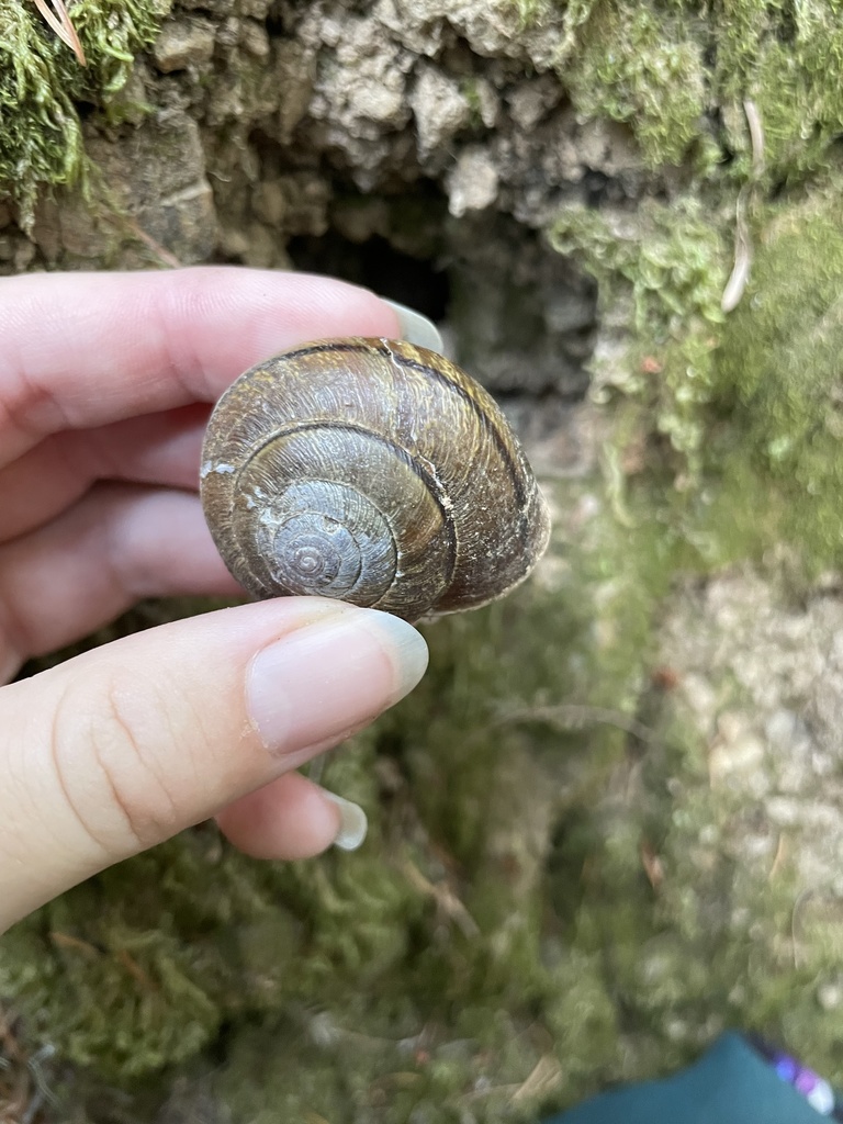 Shoulderband Snails from Jackson Demonstration State Forest, Mendocino