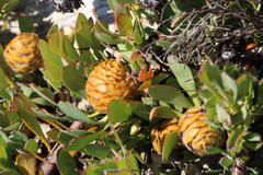 Leucadendron arcuatum
