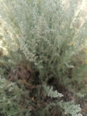 Artemisia abrotanum