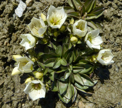 Gentianella bellidifolia