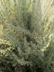 Artemisia abrotanum