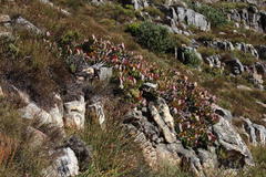 Protea recondita